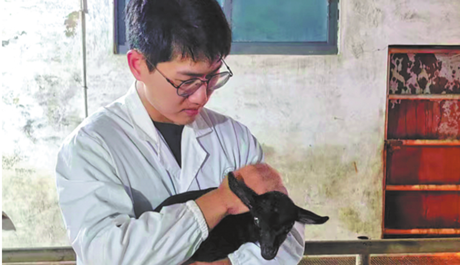 World's first gene-edited black goat fit for hot days